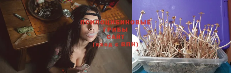 Галлюциногенные грибы MAGIC MUSHROOMS  blacksprut ссылка  Ульяновск 